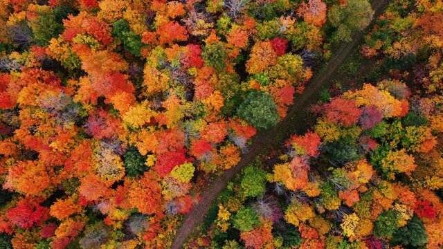 Beautiful autumn aerial looking down at a dirt path or atv trail with puddles of water in the tracks and the tops of green, red, yellow and orange colored fall foliage in a forest in upper Michigan.