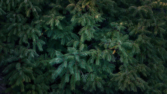 High Angle View Of Pine Trees In Forest