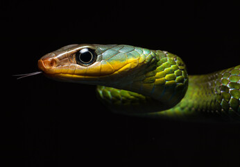 Head close up of a Linnaeus' Sipo (Chironius exoletus). Snake head detail.
