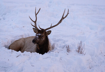 Elk Bedding In Snow During Winter