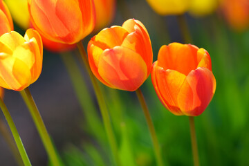 チューリップ畑