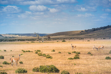 Wild guanaco at Tierra del Fuego, Patagonia.