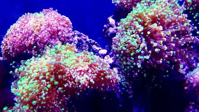 Multicolored Corals in a marine aquarium. New Jersey, USA