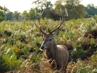 A red deer walking in a field 