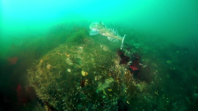 Spiny king crab Paralithodes brevipess underwater in Sea of Okhotsk. Shell with prickles is dark brown color, right claw on outer side is dark red. Underwater diving.
