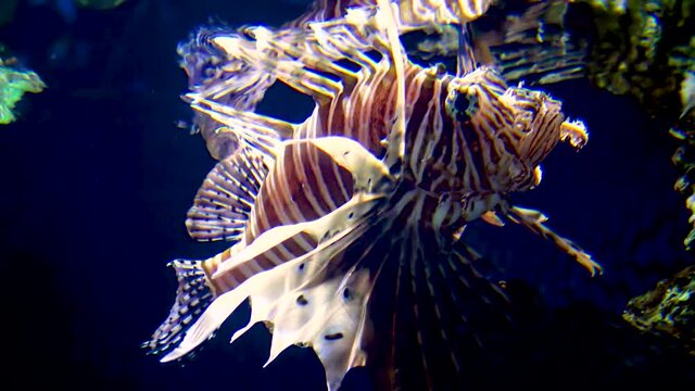 Pterois miles, the devil firefish or common lionfish. New Jersey Kembdon