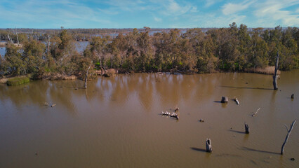 Pelicans on a Log in Lake Mulwala NSW Australia