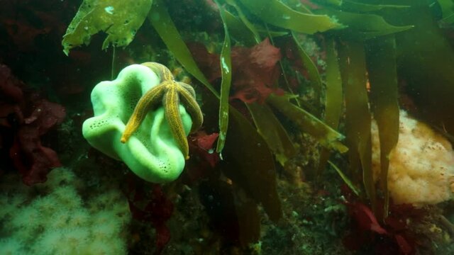 Spiny king crab Paralithodes brevipess underwater in Sea of Okhotsk. Shell with prickles is dark brown color, right claw on outer side is dark red. Underwater diving.