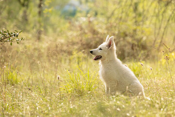 Swiss Shepherd Puppyin the grass