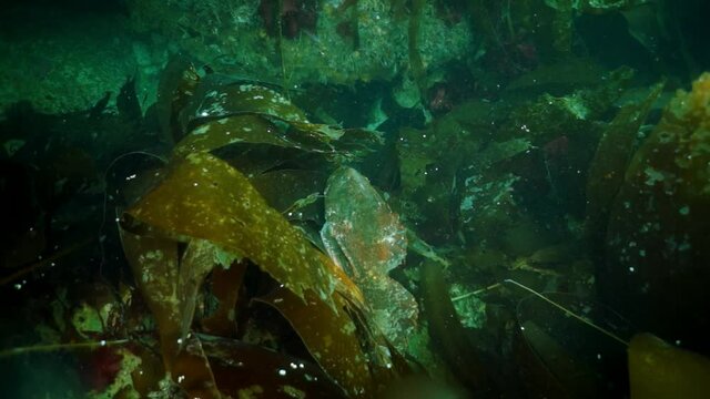 Spiny king crab Paralithodes brevipess underwater in Sea of Okhotsk. Shell with prickles is dark brown color, right claw on outer side is dark red. Underwater diving.