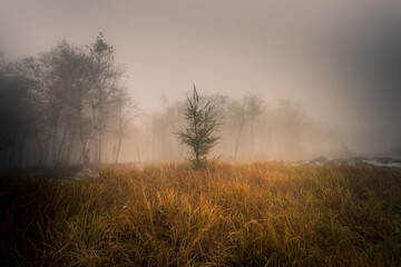 Autumn foggy landscape