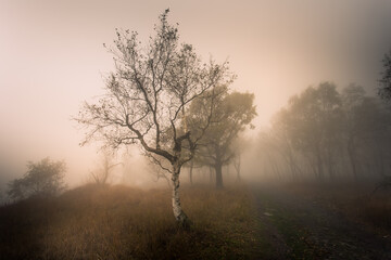 Autumn foggy landscape