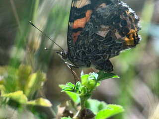 mariposa sobre pasto verde