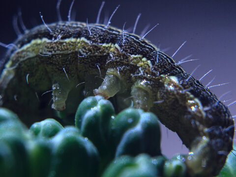 cuncuna o oruga sobre brocoli