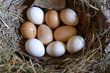 Chicken eggs in the nest.Farmer's chicken eggs on hay in the nest.