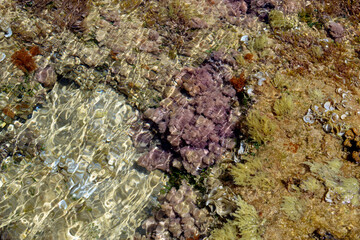 Fototapeta na wymiar reef with soft coral from the Mediterranean