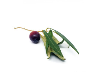 Olive branch with olive on a white background