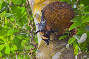 fox face bat eating ripe jack fruit in Kerala 