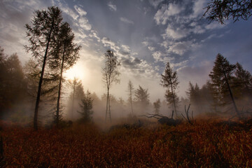 Autumn foggy landscape