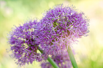 Purple allium lucy ball flowers field. Spring garden design with perennial violet plants.