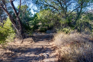 Fototapeta premium Footpath in O'Neill Regional Park, Trabuco Canyon, Orange County, California, USA 
