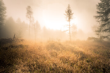 Autumn foggy landscape