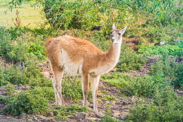 Guanaco at Patagonia.