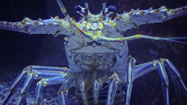 Spiny lobsters, also known as langouste or rock lobsters are a family (Palinuridae), Adventure Aquarium, Camden, New Jersey, USA