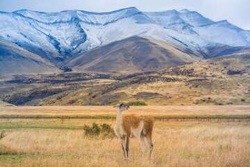 Guanaco at Patagonia.