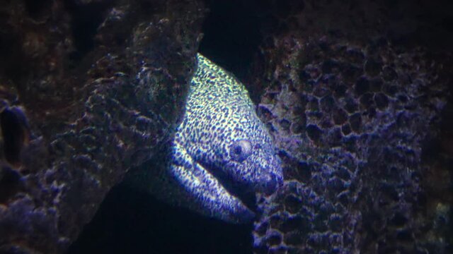 The head of a large moray eel protrudes from a burrow in the rock. Seawater aquarium