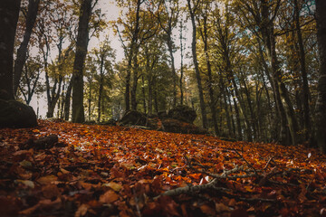 View of forest during autumn, Central Italy