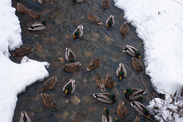 Mallards swim along the winter mountain river. Winter landscape. Ducks in ice water