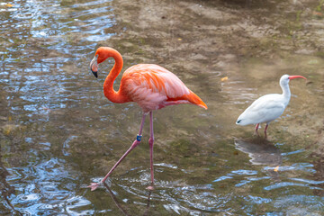 Pink flamingo and white ibis birds wading in stream in nature preserve