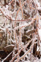 iced grapes on a background of a house with icicles