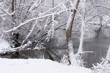 Snow-covered tree on the background of a frozen river. City park. The first snow.