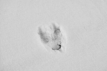 Footprint of a wild boar in the snow close-up.