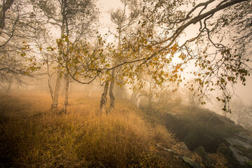 Autumn foggy landscape