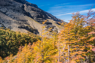 Fototapeta premium Colors of autumn at Torres del Paine National Park, Chile.