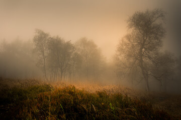 Autumn foggy landscape