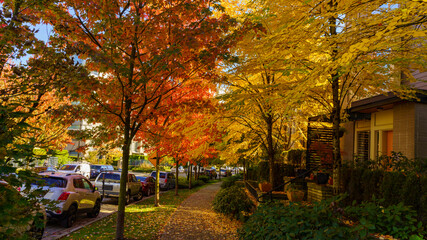 Obraz premium Fall brings splash of color to peaceful BC street