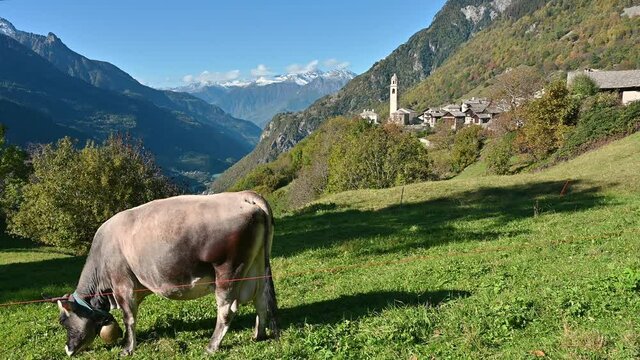Schweizer Kuh auf einer Weide bei Soglio im Bergell im Herbst in Graub&uuml;nden, Schweiz