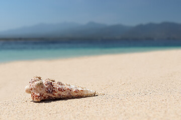 beautiful summer background with seashell on the beach