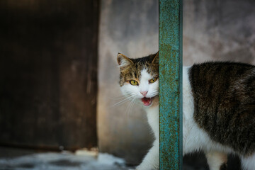 White tabby cat walking on the parapet and looks to the camera. Close-up view.