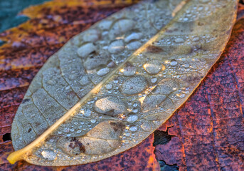 Autumn leaves in forest