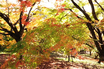大分県用作公園の紅葉