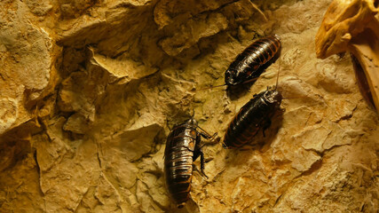 bugs in the aquarium
