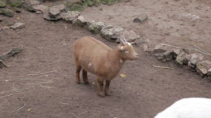 Red goat in captivity