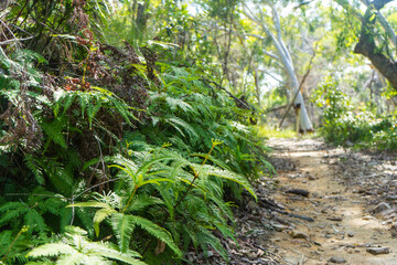 tropical forest