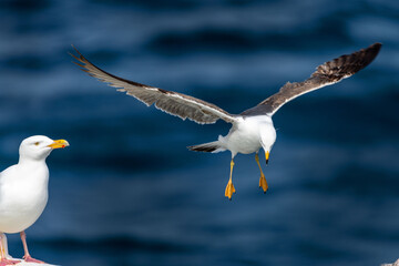 larus hyperboreus landing