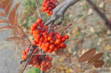 Cluster of Rowan berries on a branch in Autumn.
